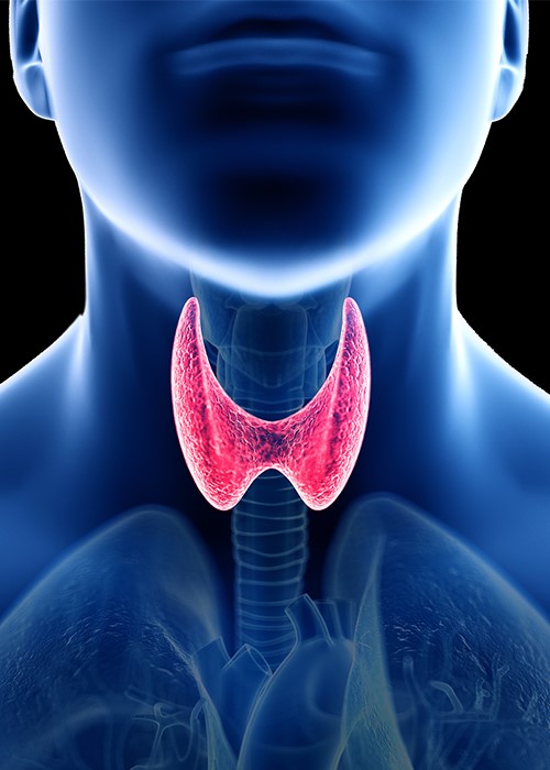 How Thyroid Health Affects Your Hearing